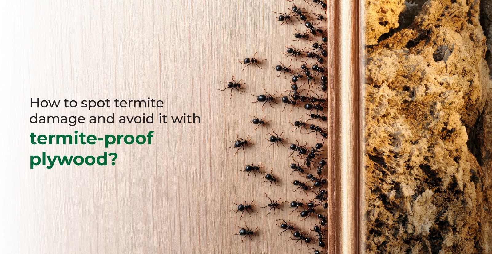 How to spot termite damage and avoid it with anti-termite plywood?